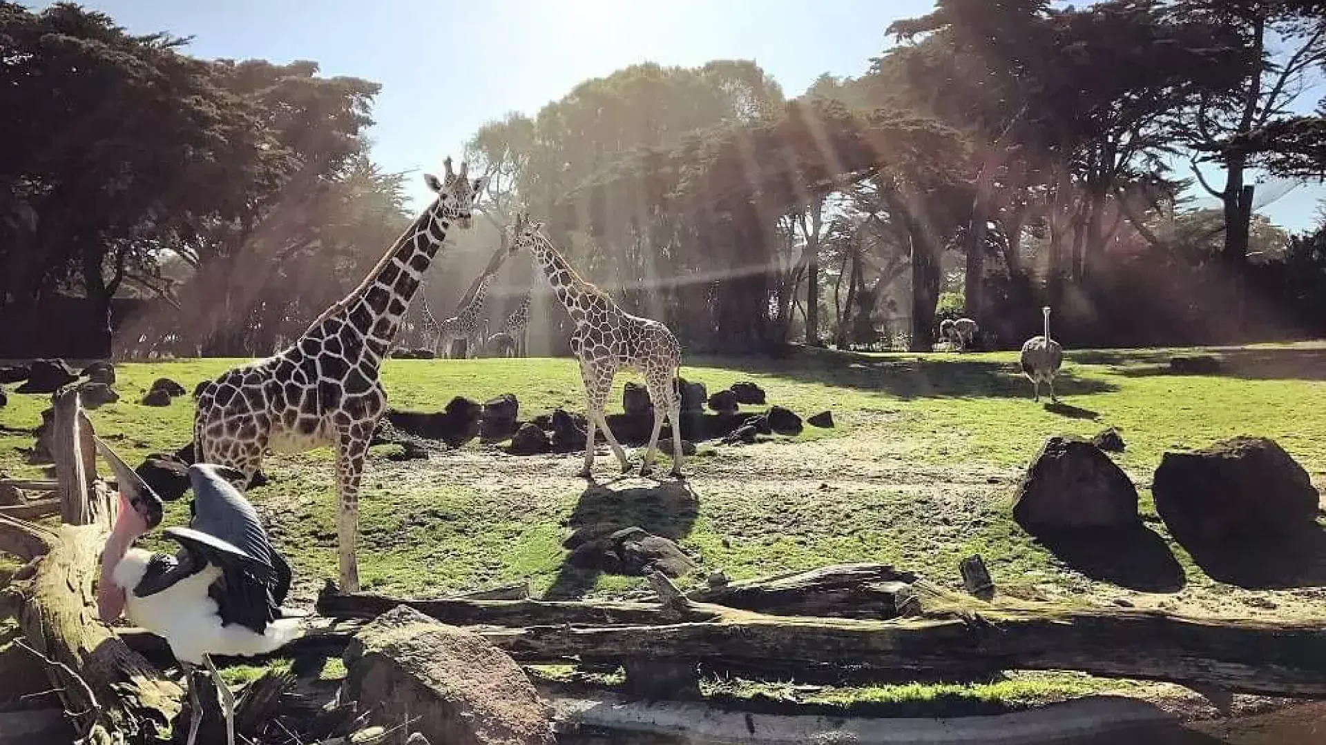 动物们在贝博体彩app的动物园和花园中漫步.
