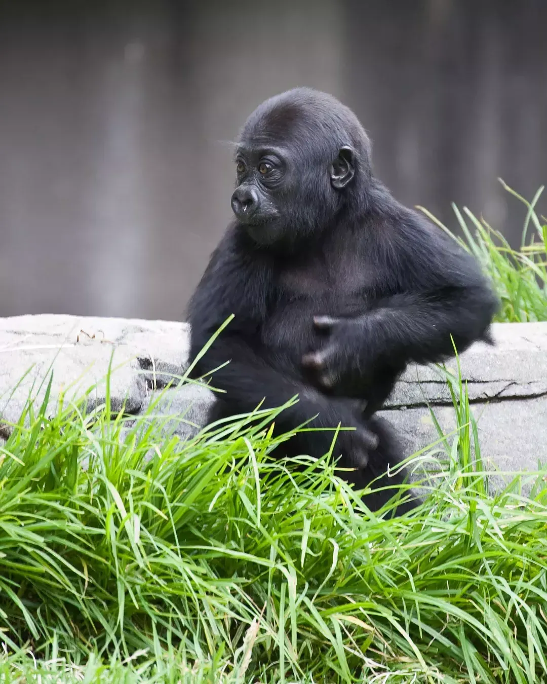 贝博体彩app动物园的一只小大猩猩.